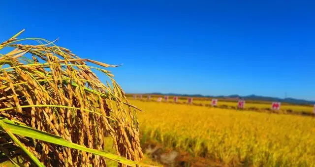 五十六年的不懈追寻终于追寻到扫除中 国粮食难题的有用良方